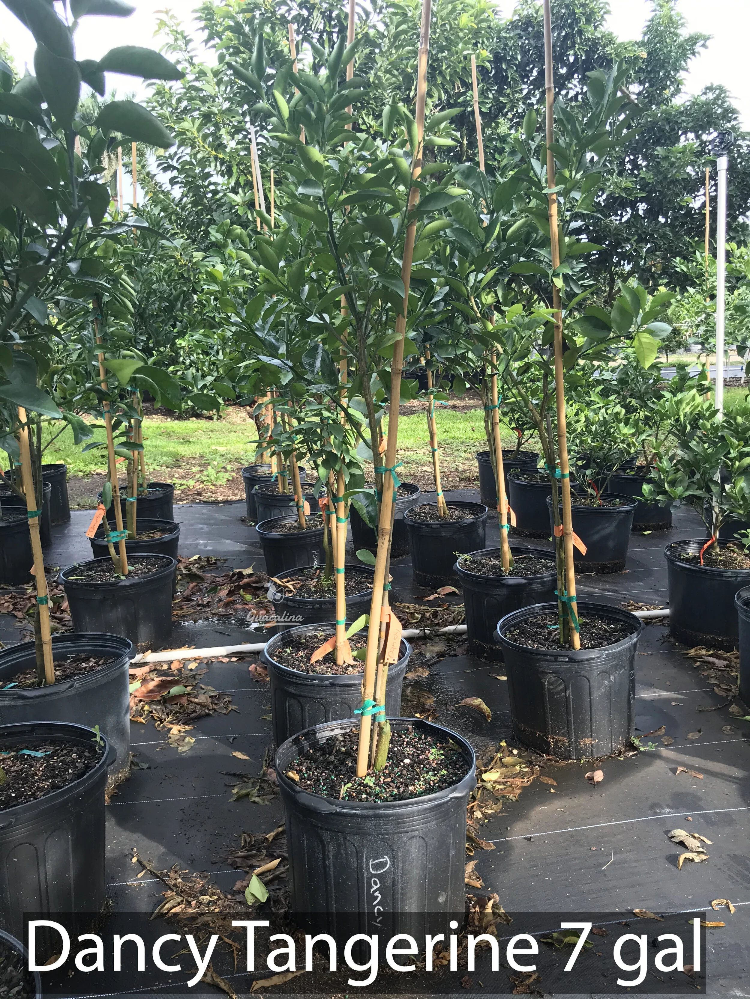 サバンナたゃん　904545 Tangerines — Guacalina Nursery & Broker